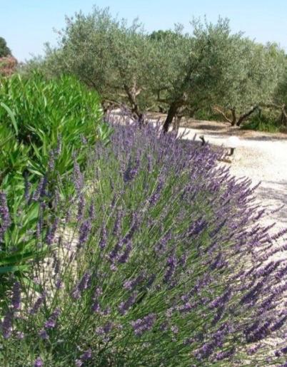 Un Gite En Provence - Les Jardins De Fontanille Saint-Rémy-de-Provence Exterior foto